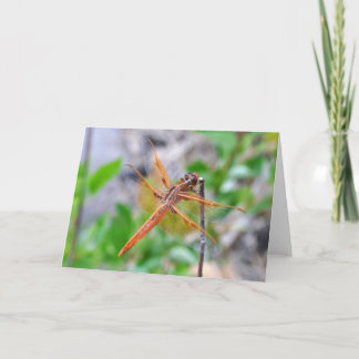 Cartão Placa de saudação de vazio com foto de Dragonfly