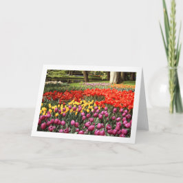 Cartão Placa de Saudação de Vazio Dobrada Tulip Galore