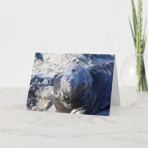 Cartão Placa de saudação do vazio com vara de foca