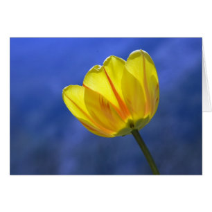 Cartão Placa de Saudação Flor do Vazio de Tulipas Amarelo