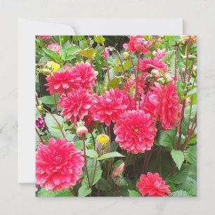 Cartão Placa de saudação plana Dahlias rosa profunda