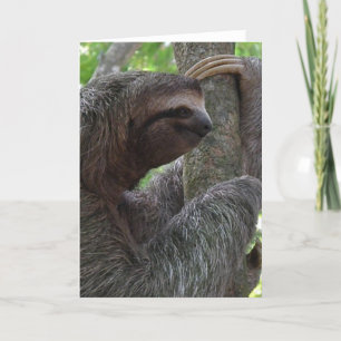 Cartão Placa de Saudação Sloth Subindo Árvore