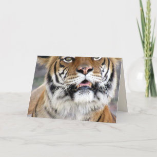 Cartão Placa de saudação Tigre do bobo