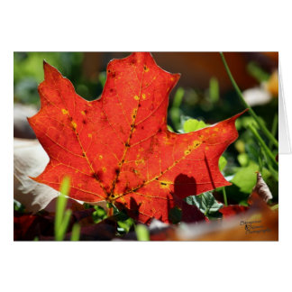 Cartão Placa de Solitário Vermelho (5.0)