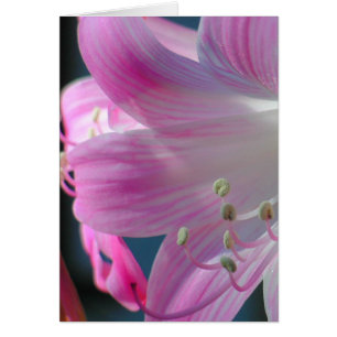 Cartão Placa de substituição rosa