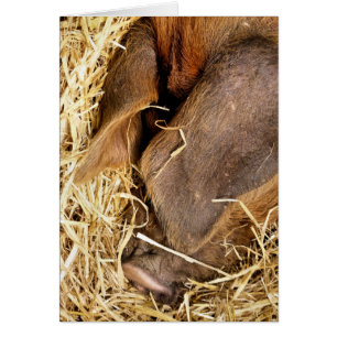 CARTÃO PLACA DE SUÍNOS SONHANDO