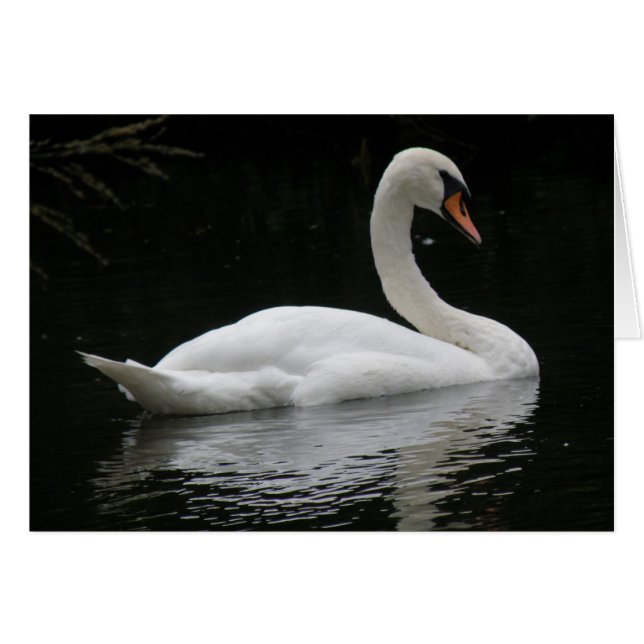 Cartão Placa de Swan Branco Graceful (Frente Horizontal)