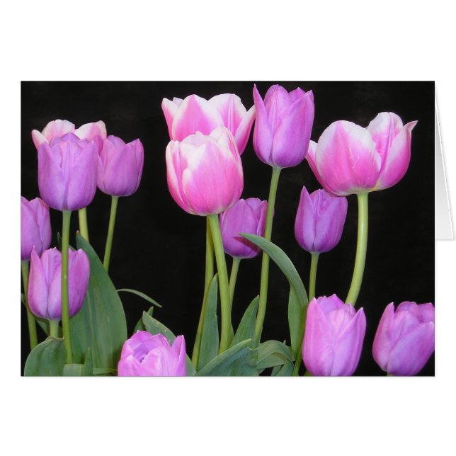 Cartão Placa de Tulipas Rosa (Frente Horizontal)