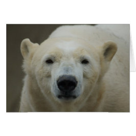 Cartão Placa de Urso Polar