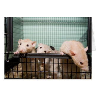 Cartão placa de vazio