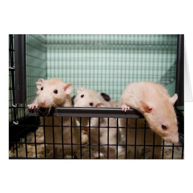 Cartão placa de vazio (Frente horizontal)