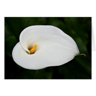 Cartão Placa de Vazio 'Calla Lily'