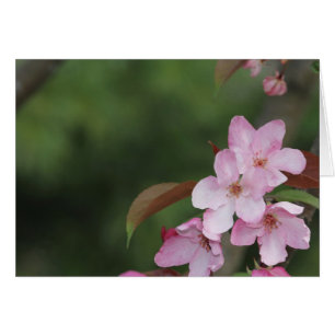 Cartão Placa de vazio com o Fundo das Blossomas da Apple