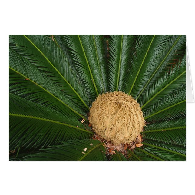 Cartão Placa de vazio com Palm (Frente horizontal)