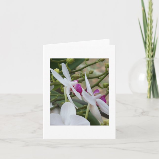 Cartão Placa de Vazio das Orquídeas de Mama Roxa e Branca (Frente)