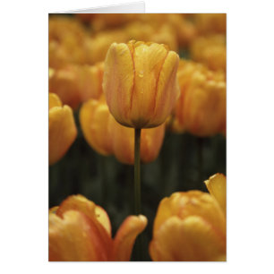Cartão Placa de Vazio das tulipas amarelas
