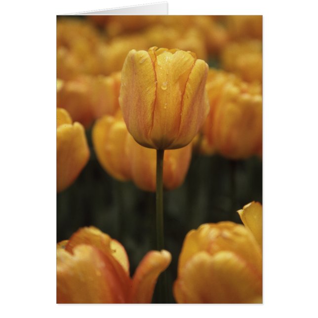 Cartão Placa de Vazio das tulipas amarelas (Frente)