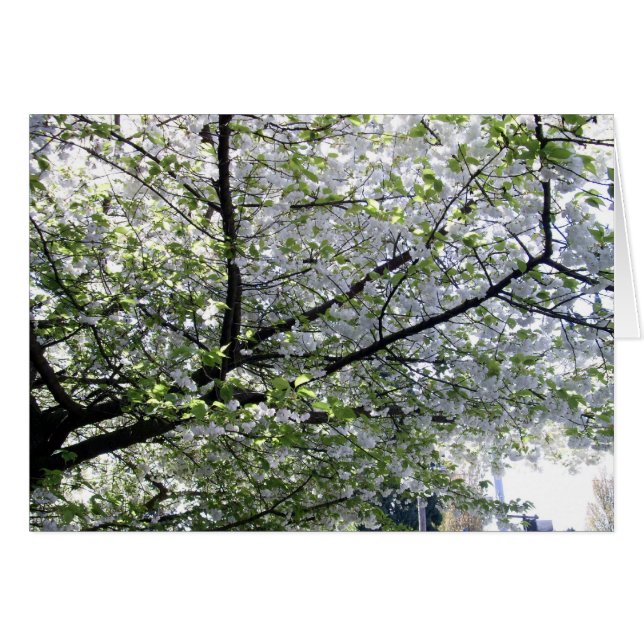 Cartão Placa de Vazio de árvore de cereja japonesa (Frente Horizontal)