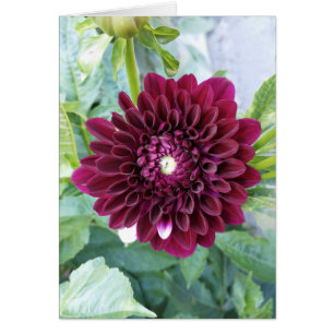 Cartão Placa De Vazio De Flor Dahlia Puro Profunda