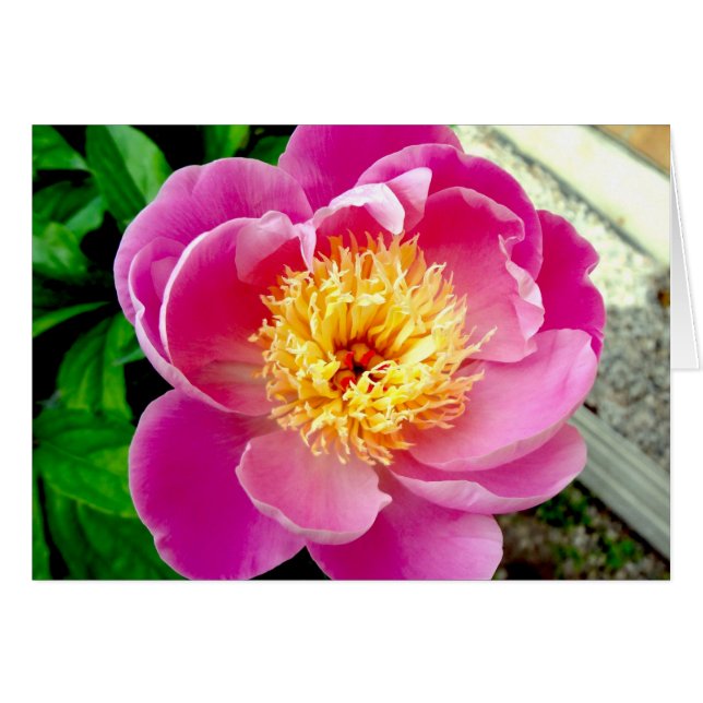 Cartão Placa de Vazio de Flor de Península Rosa (Frente Horizontal)