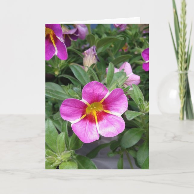 Cartão Placa de Vazio de Flor de Petunia, com risca rosa, (Frente)