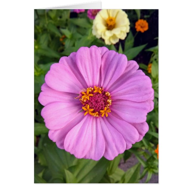 Cartão Placa de Vazio de Flor Zinnia Rosa Elegante (Frente)