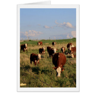 Cartão Placa de Vazio de Grazing Cattle