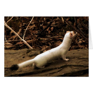 Cartão Placa De Vazio Ermine
