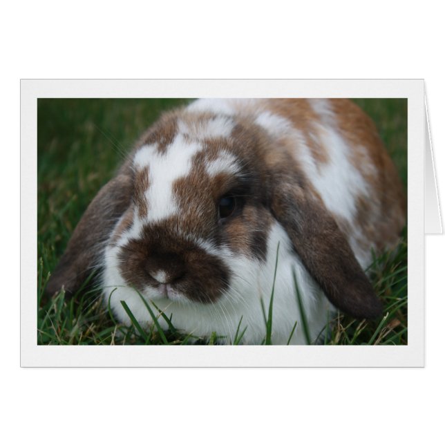 Cartão Placa de Vazio Holland Lop Rabbit (Frente horizontal)