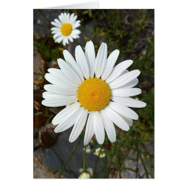 Cartão Placa de Vazio Perky White Daisy Flower (Frente)