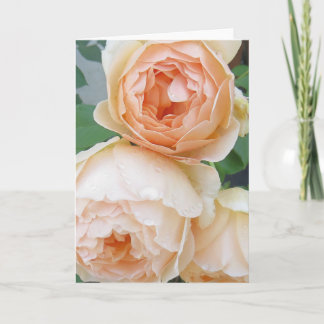 Cartão Placa de vazio Rosa 'Jude the Obscure'