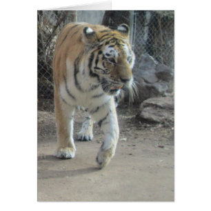 Cartão Placa de Vazio Tigre para Partir