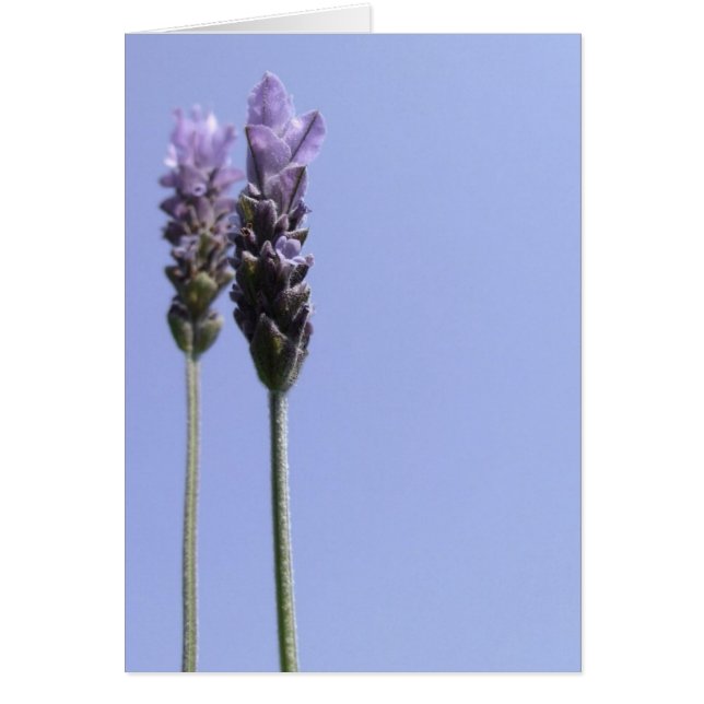 Cartão Placa de ventilador de Lavanda simples (Frente)