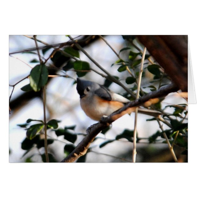 Cartão Placa do Titmouse tufada (Frente Horizontal)