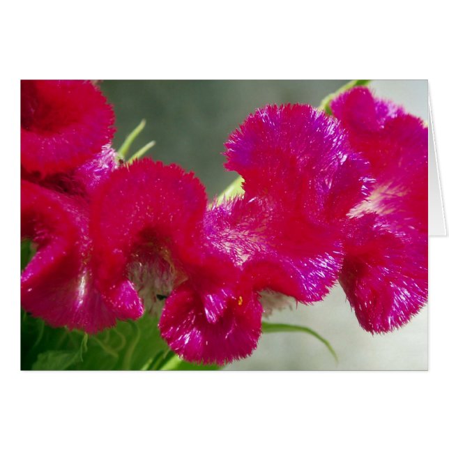 Cartão Placa do ventilador rodosa rosa (Frente Horizontal)