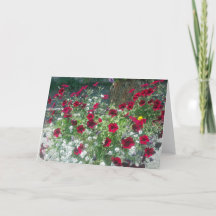 Placa dobrada com Petunias alpinas