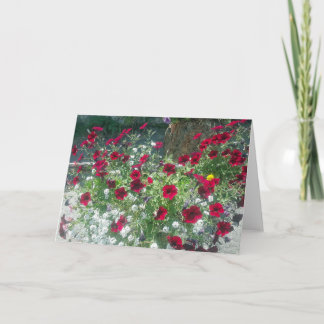 Cartão Placa dobrada com Petunias alpinas