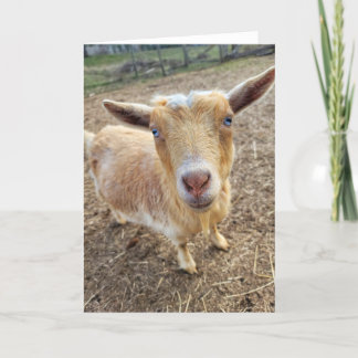 Cartão Placa dobrada de 5"x7" | Ginger