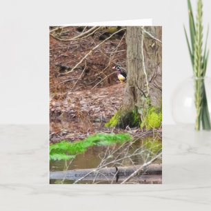 Cartão Placa dobrada de 5"x7"   Shy Wood Duck