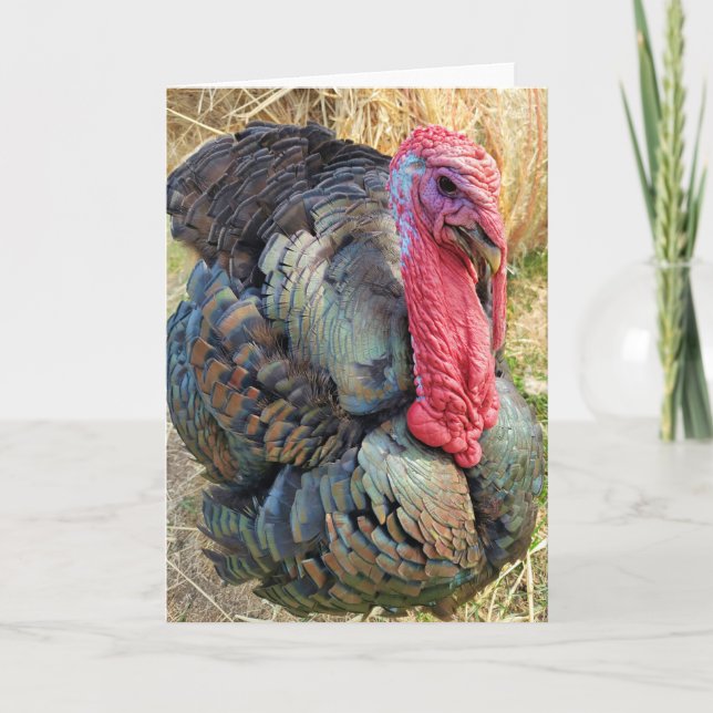 Cartão Placa dobrada de 5"x7" | Thomas na palha (Frente)