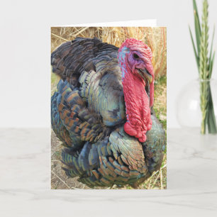 Cartão Placa dobrada de 5"x7"   Thomas na palha