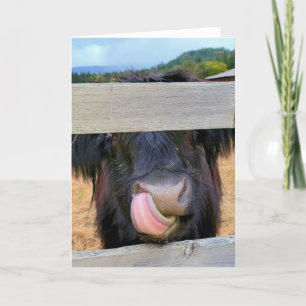 Cartão Placa dobrada de 5"x7" Vaca de Highland escocesa