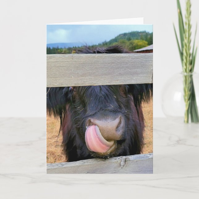Cartão Placa dobrada de 5"x7"|| Vaca Highland Escocesa (Frente)