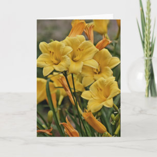Cartão Placa Dourada Lily Scripture Psalm 119:127