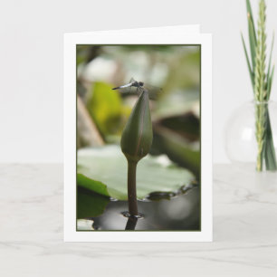 Cartão Placa Dragonfly