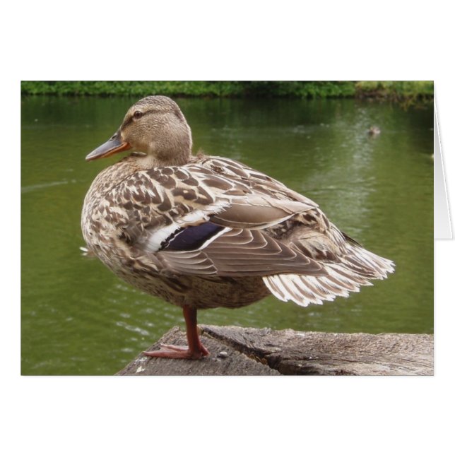 Cartão Placa Duck (Frente Horizontal)
