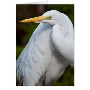 Cartão Placa Egret Branca