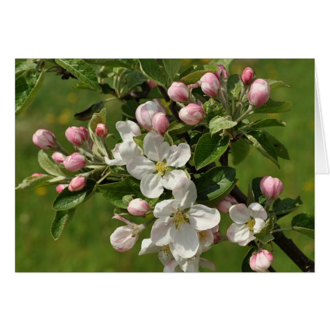 Cartão Placa Flor Apple (Frente Horizontal)