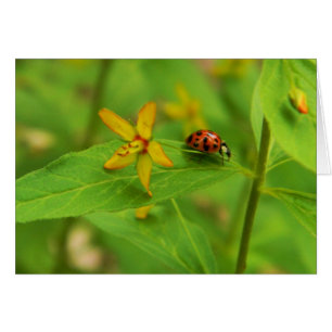 Cartão Placa Flor e Ladybug