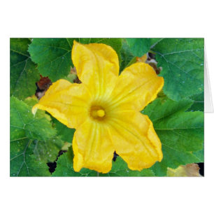 Cartão Placa Flor Zucchini